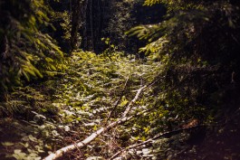 christian h. hasselbusch