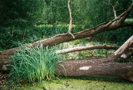 christian h. hasselbusch